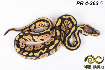 hadi na prodej, mládě, český chov hadů, odchov hadů, mojihadi.cz, Python regius, ballpython, krajta královská, Pastel, poss het Orange Ghost